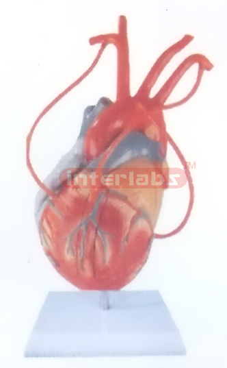 MIDDLE HEART MODEL WITH BYPASS Manufacturers and Suppliers From Ambala India
