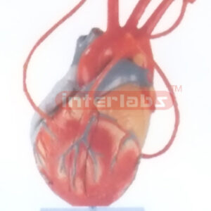 MIDDLE HEART MODEL WITH LONG BLOOD TUBE Manufacturers and Suppliers From Ambala India
