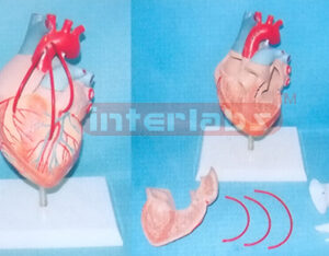 DESK TYPE SHORT BLOOD TUBE HEART AND BY PASS VESSELS WITH DESCRIPTION PLATE Manufacturers and Suppliers From Ambala India
