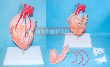 DESK TYPE SHORT BLOOD TUBE HEART AND BY PASS VESSELS WITH DESCRIPTION PLATE Manufacturers and Suppliers From Ambala India