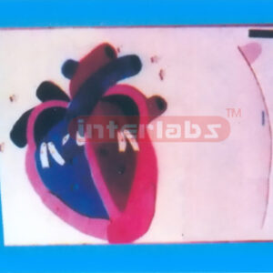 MODEL OF HEART BEAT AND VALVE ACTION Manufacturers and Suppliers From Ambala India