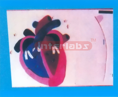 MODEL OF HEART BEAT AND VALVE ACTION Manufacturers and Suppliers From Ambala India