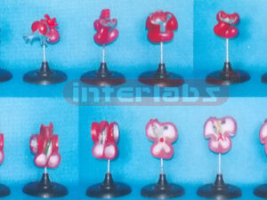 HUMAN DEVELOPMENT MODEL OF THE HEART Manufacturers and Suppliers From Ambala India