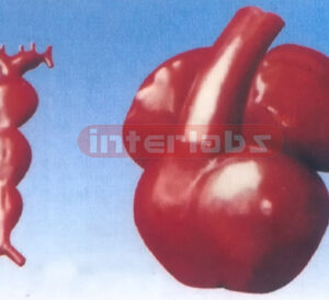 HUMAN EXPANSION DEVELOPMENT MODEL OF THE HEART ARTERY Manufacturers and Suppliers From Ambala India