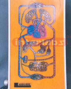 ELECTROMOTION HUMAN BLOOD CIRCULATION DEMONSTRATION PRIMARY Manufacturers and Suppliers From Ambala India