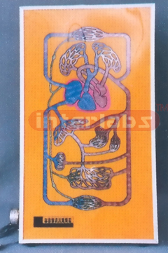 ELECTROMOTION HUMAN BLOOD CIRCULATION DEMONSTRATION PRIMARY Manufacturers and Suppliers From Ambala India
