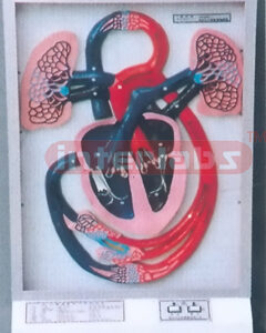 ELECTROMOTION HUMAN BLOOD CIRCULATION DEMONSTRATION ADVANCED Manufacturers and Suppliers From Ambala India