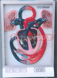 ELECTROMOTION HUMAN BLOOD CIRCULATION DEMONSTRATION ADVANCED Manufacturers and Suppliers From Ambala India