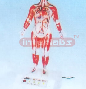 PERSONAL COMPUTER BLOOD CIRCULATION OF HUMAN BODY MODEL (1800mm IN HEIGHT) Manufacturers and Suppliers From Ambala India