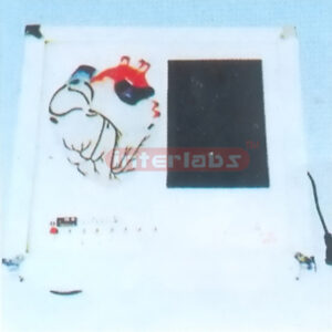 ELECTRIC HEART CONDUCTION SYSTEM MODEL Manufacturers and Suppliers From Ambala India