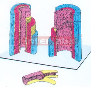 HUMAN THREE DIMENTIONAL ARTERY