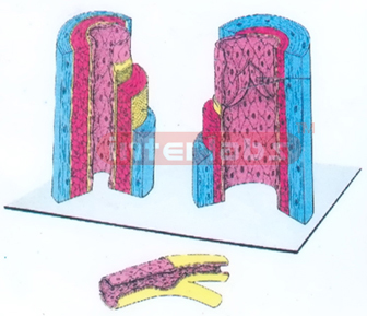 HUMAN THREE DIMENTIONAL ARTERY