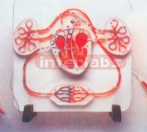 DELUXE HUMAN BLOOD CIRCULATION DEMINSTRATION MODEL Manufacturers and Suppliers From Ambala India
