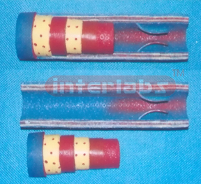 HUMAN VEIN ANATOMY MODEL Manufacturers and Suppliers From Ambala India