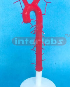 HUMAN AORTA MODEL Manufacturers and Suppliers From Ambala India