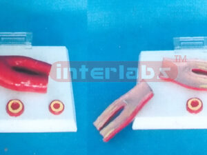 ATHEROSCLEROSIS MODEL WITH CROSS SECTION OF ARTERY (2 PARTS) Manufacturers and Suppliers From Ambala India
