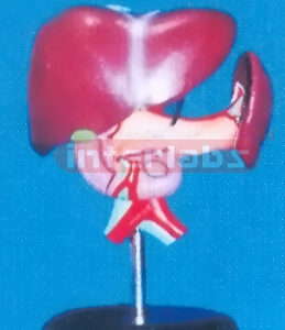 VITAL ORGANS LIVER