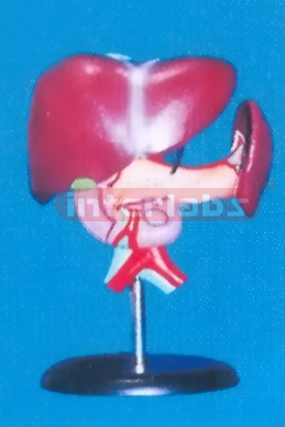 VITAL ORGANS LIVER