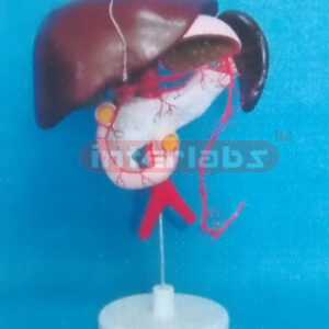 LIVER