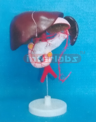 LIVER