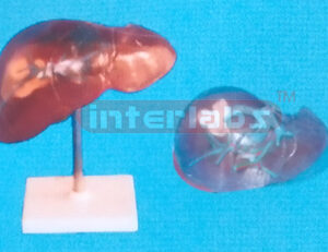 SEMI TRANSPARENT LIVER SEGMENTS Manufacturers and Suppliers From Ambala India