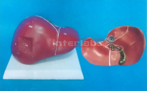 USA TYPE LIVER MODEL OF 108 CM TALL