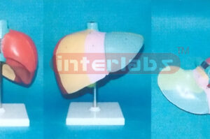 HUMAN LIVER LOBES & LIVER SEGMENTS MODEL BY COLOURED & NUMBERED Manufacturers and Suppliers From Ambala India