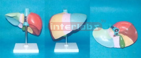 HUMAN LIVER LOBES & LIVER SEGMENTS MODEL BY COLOURED & NUMBERED Manufacturers and Suppliers From Ambala India