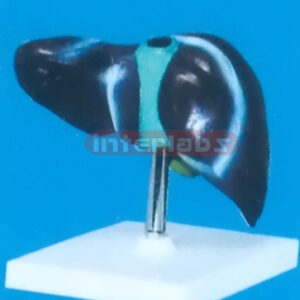 LIVER NATURAL ON BASE SIZE : 17 x 10 x 10 cm Manufacturers and Suppliers From Ambala India