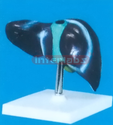 LIVER NATURAL ON BASE SIZE : 17 x 10 x 10 cm Manufacturers and Suppliers From Ambala India