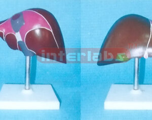 HUMAN DIDACTICALLY PAINTED LIVER Manufacturers and Suppliers From Ambala India