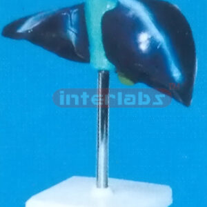 BASIC MAGNIFIED LIVER ON BASE SIZE : 22 x 13 x 12.5cm Manufacturers and Suppliers From Ambala India