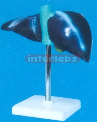 BASIC MAGNIFIED LIVER ON BASE SIZE : 22 x 13 x 12.5cm Manufacturers and Suppliers From Ambala India