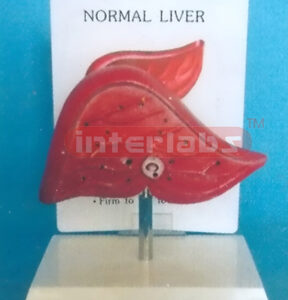 DESK TYPE NORMAL LIVER MODEL WITH DESCRIPTION PLATE Manufacturers and Suppliers From Ambala India