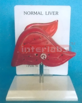DESK TYPE NORMAL LIVER MODEL WITH DESCRIPTION PLATE Manufacturers and Suppliers From Ambala India