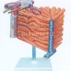 HUMAN LIVER CELL MODEL Manufacturers and Suppliers From Ambala India