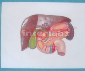 HUMAN LIVER SPLEEN