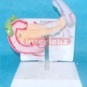 DESKTYPE HEALTH SPLEEN