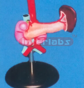 NATURAL PANCREAS WITH SPLEEN & DUODENUM ON PLASTIC BASE Manufacturers and Suppliers From Ambala India
