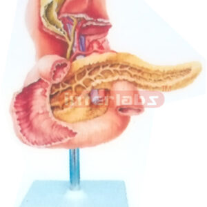 HUMAN BILE PASSAGE AND ITS OPENINGS (ANTERIOR AS PECT) MODEL Manufacturers and Suppliers From Ambala India