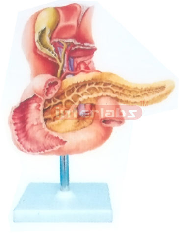 HUMAN BILE PASSAGE AND ITS OPENINGS (ANTERIOR AS PECT) MODEL Manufacturers and Suppliers From Ambala India