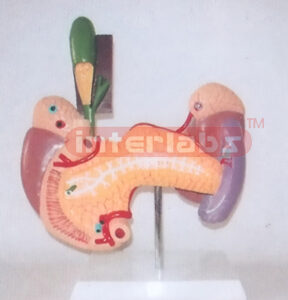 HUMAN VITAL ORGANS MODEL Manufacturers and Suppliers From Ambala India