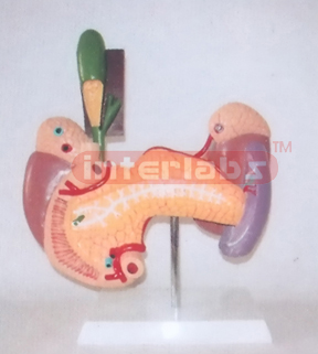 HUMAN VITAL ORGANS MODEL Manufacturers and Suppliers From Ambala India