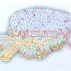 HUMAN PANCREAS CELL MODEL Manufacturers and Suppliers From Ambala India