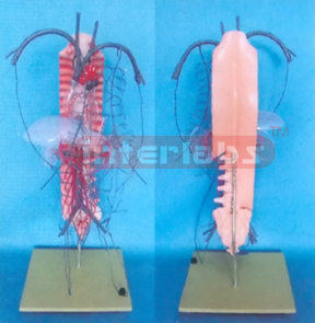 HUMAN BLOOD CIRCULATION MODEL OF THE PORTAL VEIN