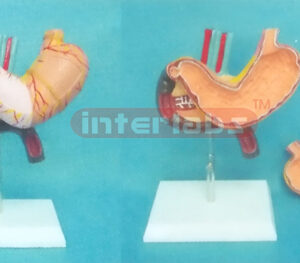 BIG STOMACH PANCREAS & DUODENUM HEALTH MODEL Manufacturers and Suppliers From Ambala India