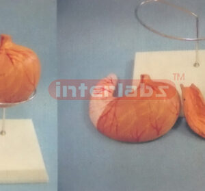 MAGNIFIED ANATOMICAL STOMACH MODEL OF 108cm TALL MUSCLE TORSO WITH PLASTIC BASE Manufacturers and Suppliers From Ambala India