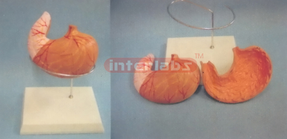 MAGNIFIED ANATOMICAL STOMACH MODEL OF 108cm TALL MUSCLE TORSO WITH PLASTIC BASE Manufacturers and Suppliers From Ambala India