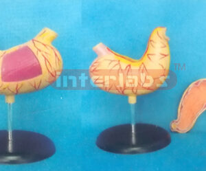 BIG HEALTH STOMACH (2 PCS) MAGNIFIED ON BASE Manufacturers and Suppliers From Ambala India