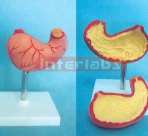 NATURAL HEALTH STOMACH Manufacturers and Suppliers From Ambala India